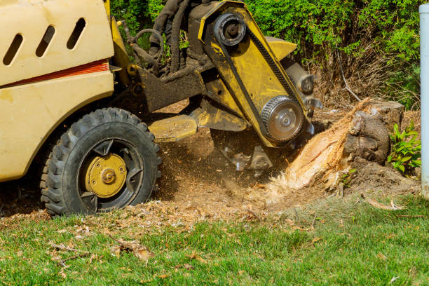 How Our Tree Care Process Works  in  San Antonio, FL