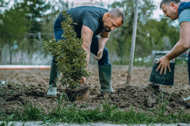 Best Lawn Drainage Solutions  in San Antonio, FL