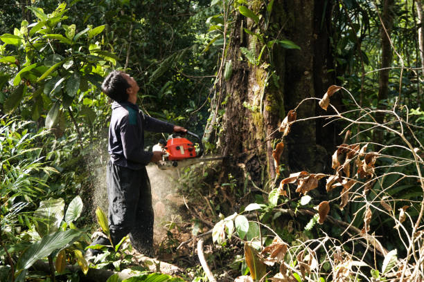 Best Hazardous Tree Removal  in San Antonio, FL