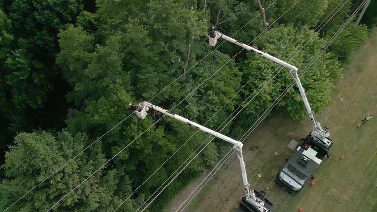 Best Hazardous Tree Removal  in San Antonio, FL