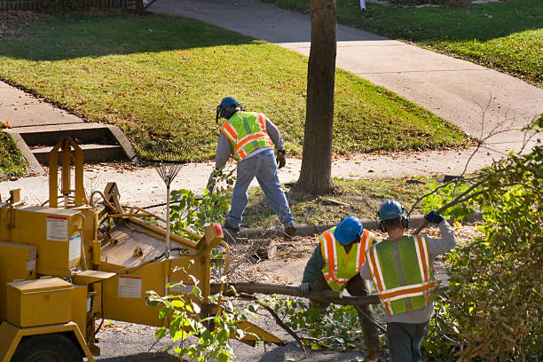 Best Leaf Removal  in San Antonio, FL