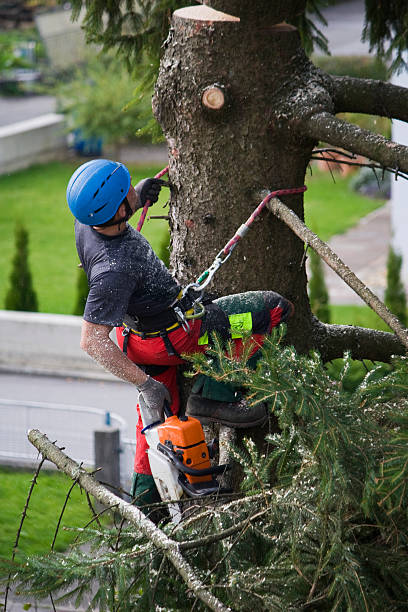 Best Root Management and Removal  in San Antonio, FL