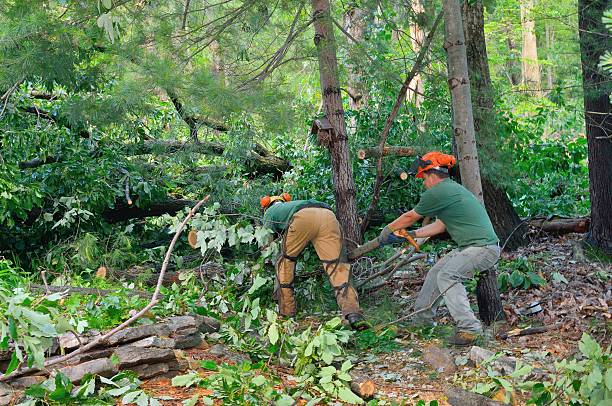 Best Arborist Consultation Services  in San Antonio, FL