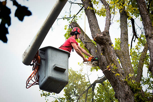 Best Utility Line Clearance  in San Antonio, FL